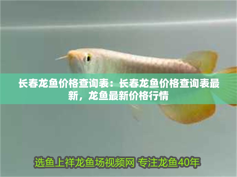 長春龍魚價格查詢表：長春龍魚價格查詢表最新，龍魚最新價格行情