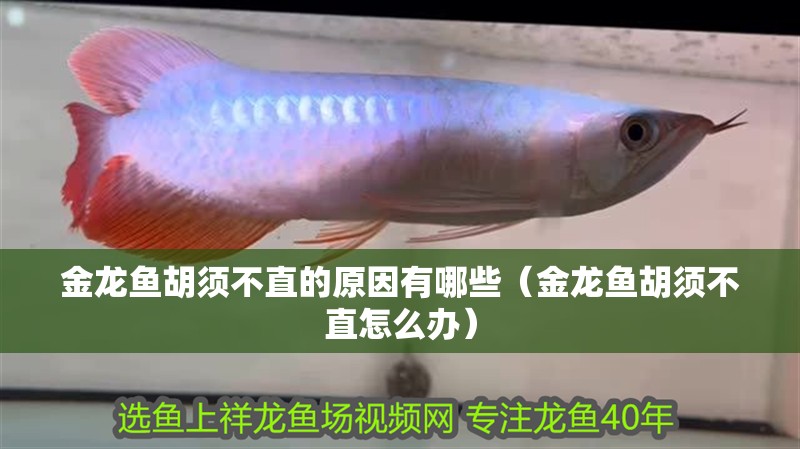 金龍魚胡須不直的原因有哪些（金龍魚胡須不直怎么辦）
