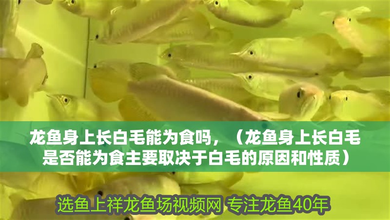 龍魚身上長白毛能為食嗎，（龍魚身上長白毛是否能為食主要取決于白毛的原因和性質）