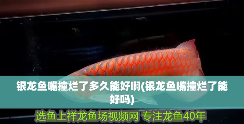 銀龍魚嘴撞爛了多久能好啊(銀龍魚嘴撞爛了能好嗎)