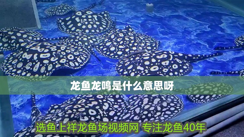 龍魚龍鳴是什么意思呀