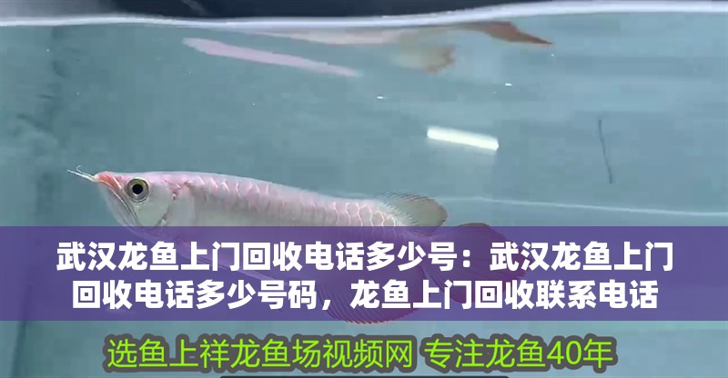 武漢龍魚上門回收電話多少號(hào)：武漢龍魚上門回收電話多少號(hào)碼，龍魚上門回收聯(lián)系電話