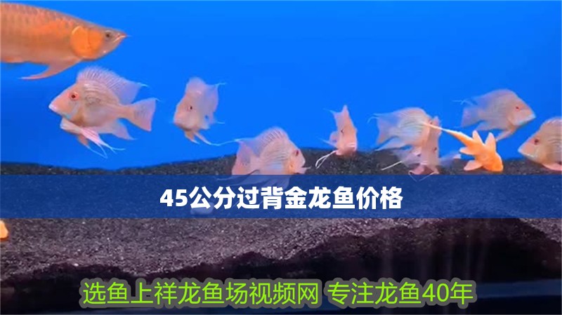 45公分過背金龍魚價(jià)格