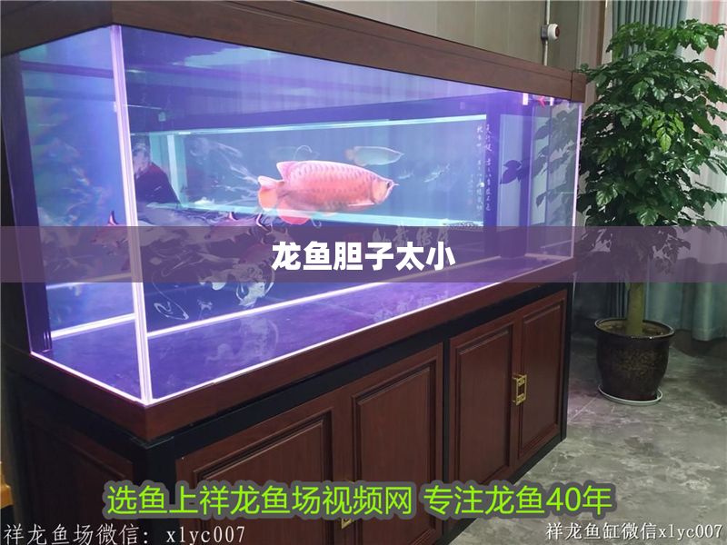 龍魚膽子太小 龍魚膽子太小 龍魚百科 第2張