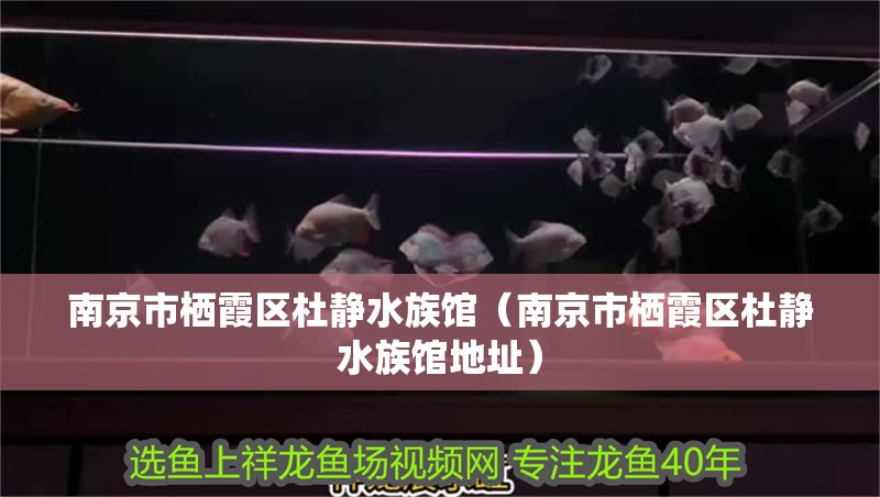 南京市棲霞區(qū)杜靜水族館（南京市棲霞區(qū)杜靜水族館地址）