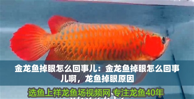 金龍魚掉眼怎么回事兒：金龍魚掉眼怎么回事兒啊，龍魚掉眼原因