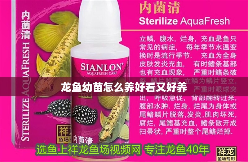 龍魚幼苗怎么養好看又好養