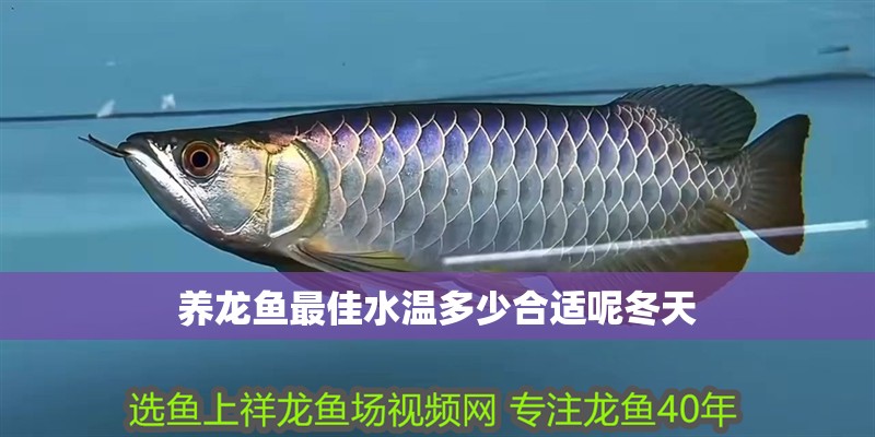 養龍魚最佳水溫多少合適呢冬天