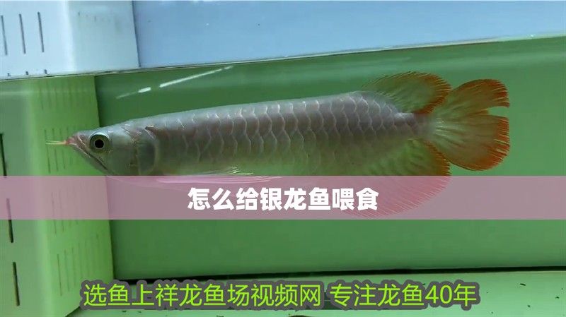 怎么給銀龍魚喂食