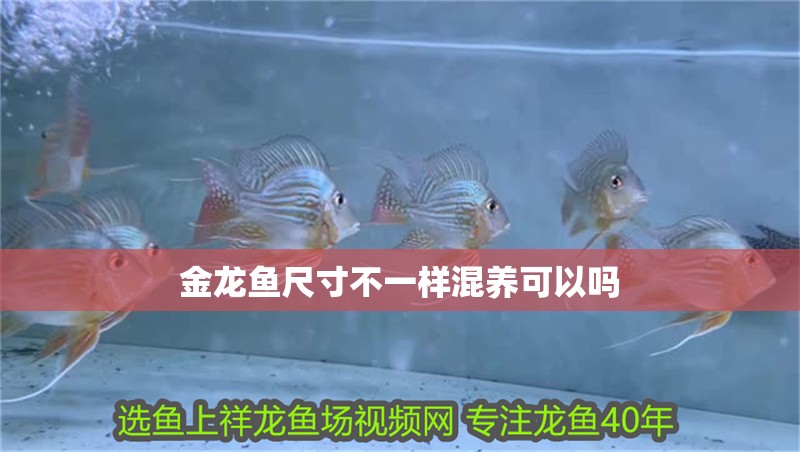 金龍魚尺寸不一樣混養(yǎng)可以嗎