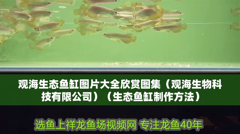 觀海生態(tài)魚缸圖片大全欣賞圖集（觀海生物科技有限公司）（生態(tài)魚缸制作方法）