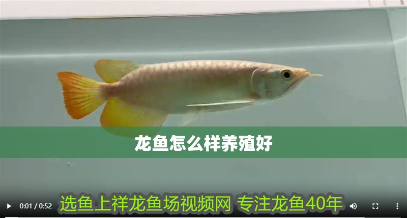 龍魚怎么樣養殖好