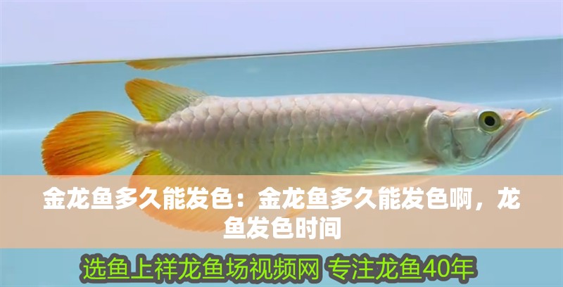 金龍魚多久能發色：金龍魚多久能發色啊，龍魚發色時間 金龍魚多久能發色：金龍魚多久能發色啊，龍魚發色時間 水族問答