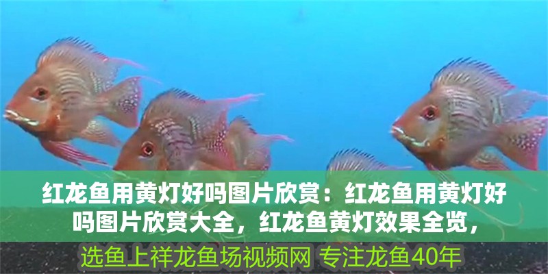 紅龍魚用黃燈好嗎圖片欣賞：紅龍魚用黃燈好嗎圖片欣賞大全，紅龍魚黃燈效果全覽，