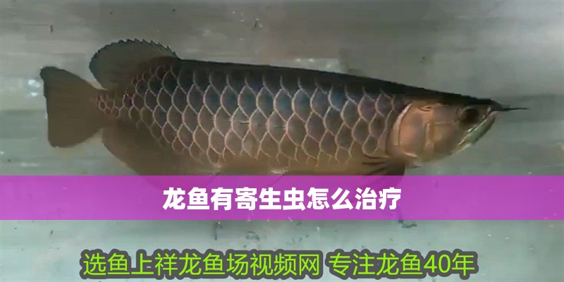 龍魚(yú)有寄生蟲(chóng)怎么治療