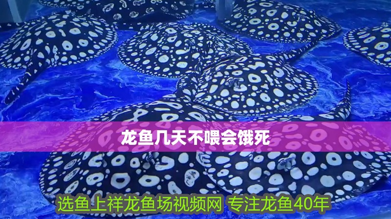 龍魚幾天不喂會餓死