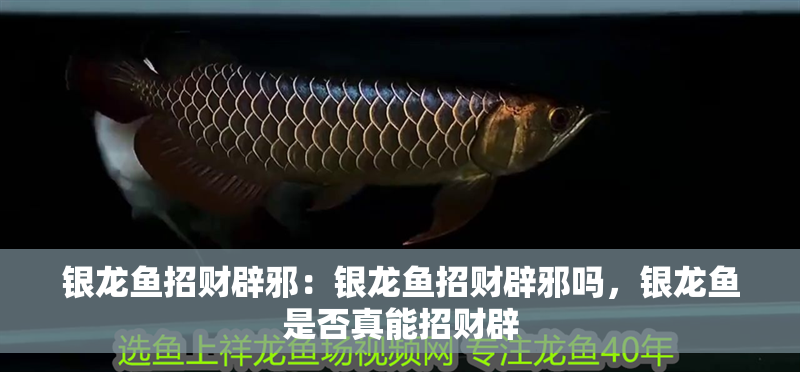 銀龍魚招財辟邪：銀龍魚招財辟邪嗎，銀龍魚是否真能招財辟