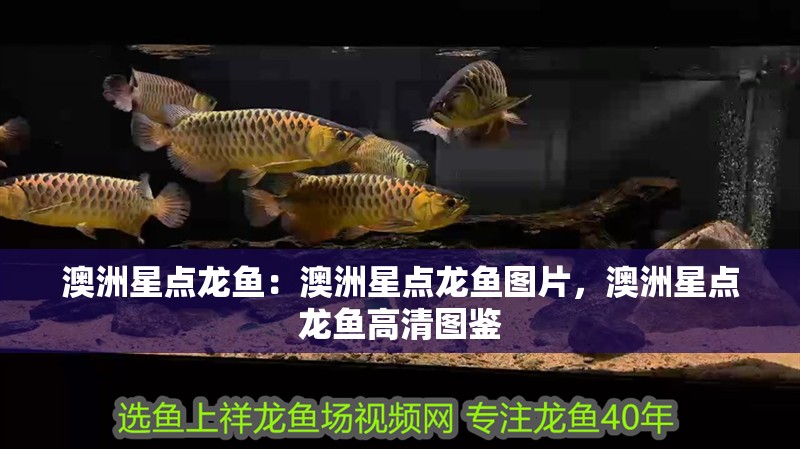 澳洲星點(diǎn)龍魚(yú)：澳洲星點(diǎn)龍魚(yú)圖片，澳洲星點(diǎn)龍魚(yú)高清圖鑒