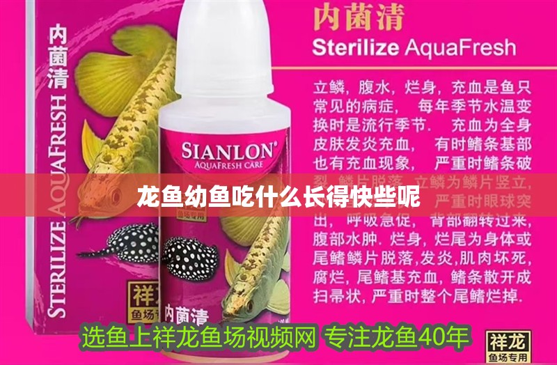 龍魚幼魚吃什么長得快些呢
