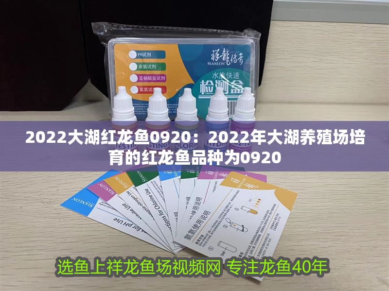 2022大湖紅龍魚(yú)0920：2022年大湖養(yǎng)殖場(chǎng)培育的紅龍魚(yú)品種為0920