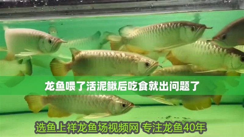 龍魚喂了活泥鰍后吃食就出問題了