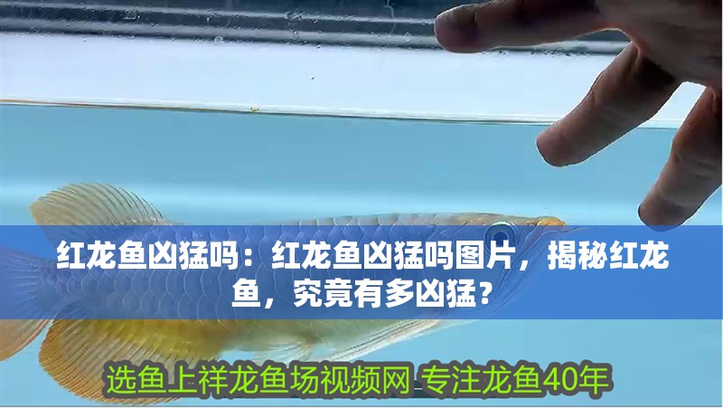 紅龍魚兇猛嗎：紅龍魚兇猛嗎圖片，揭秘紅龍魚，究竟有多兇猛？