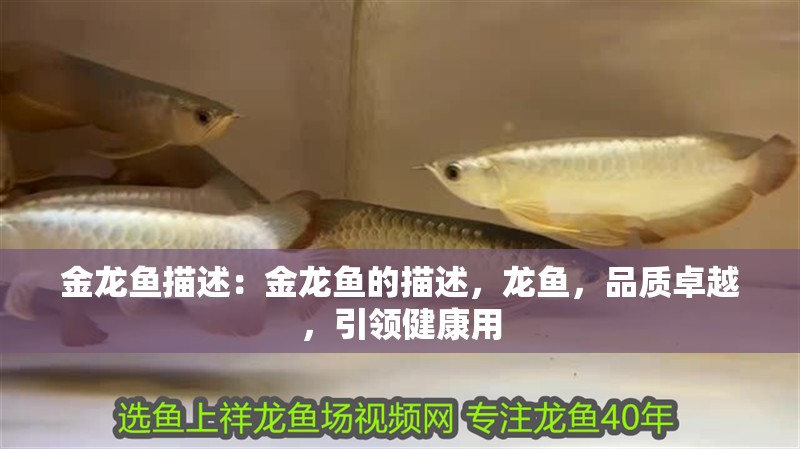 金龍魚(yú)描述：金龍魚(yú)的描述，龍魚(yú)，品質(zhì)卓越，引領(lǐng)健康用