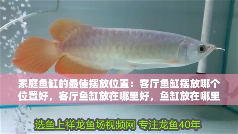 家庭魚缸的最佳擺放位置：客廳魚缸擺放哪個位置好，客廳魚缸放在哪里好，魚缸放在哪里好