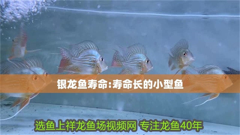 銀龍魚壽命:壽命長的小型魚