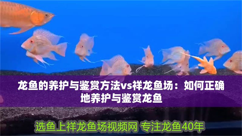 龍魚的養(yǎng)護(hù)與鑒賞方法vs祥龍魚場：如何正確地養(yǎng)護(hù)與鑒賞龍魚