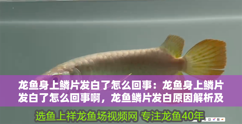龍魚身上鱗片發白了怎么回事：龍魚身上鱗片發白了怎么回事啊，龍魚鱗片發白原因解析及應對