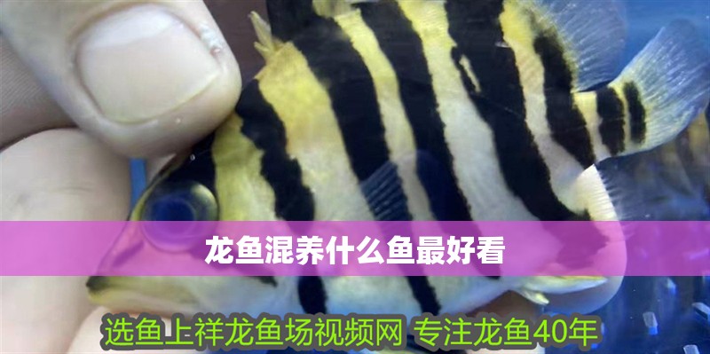 龍魚混養(yǎng)什么魚最好看