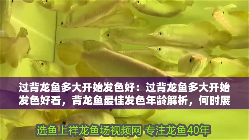 過背龍魚多大開始發色好：過背龍魚多大開始發色好看，背龍魚最佳發色年齡解析，何時展現絢麗色彩？
