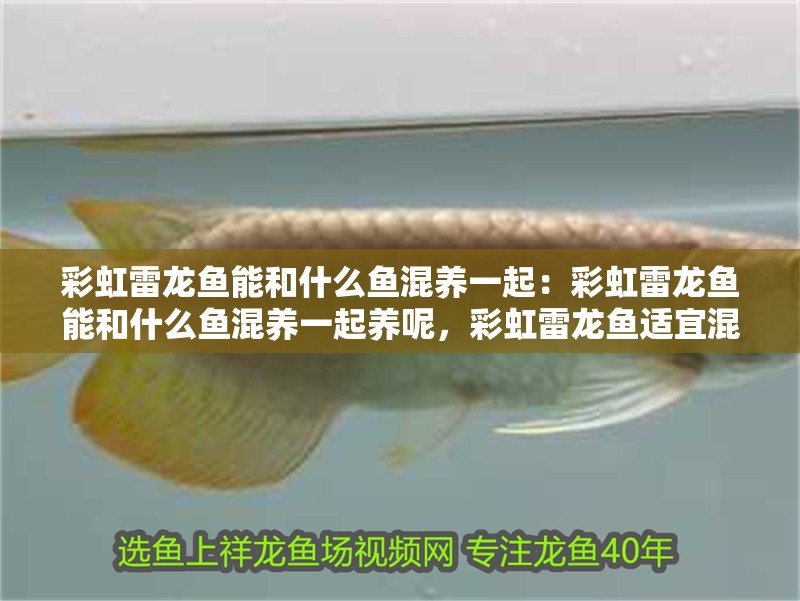 彩虹雷龍魚能和什么魚混養(yǎng)一起：彩虹雷龍魚能和什么魚混養(yǎng)一起養(yǎng)呢，彩虹雷龍魚適宜混養(yǎng)的魚類