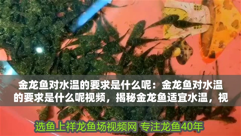 金龍魚對水溫的要求是什么呢：金龍魚對水溫的要求是什么呢視頻，揭秘金龍魚適宜水溫，視頻詳解