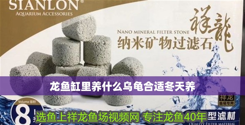 龍魚缸里養什么烏龜合適冬天養