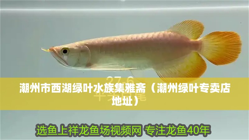 潮州市西湖綠葉水族集雅齋（潮州綠葉專賣店地址）