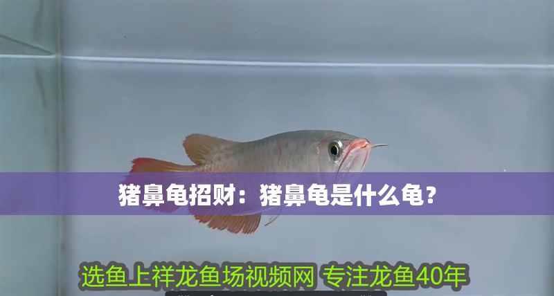 豬鼻龜招財：豬鼻龜是什么龜？