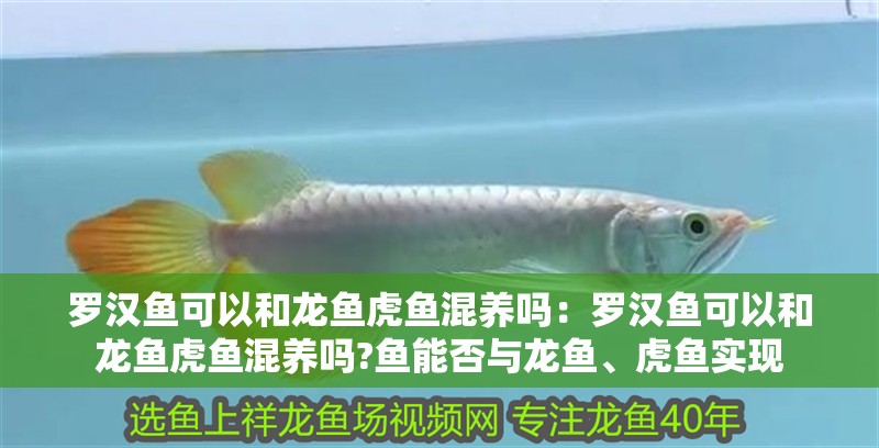 羅漢魚可以和龍魚虎魚混養嗎：羅漢魚可以和龍魚虎魚混養嗎?魚能否與龍魚、虎魚實現