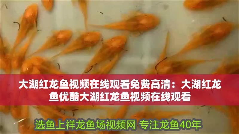 大湖紅龍魚視頻在線觀看免費高清：大湖紅龍魚優(yōu)酷大湖紅龍魚視頻在線觀看