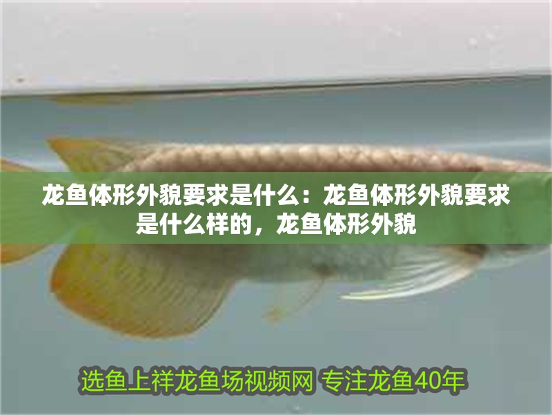 龍魚體形外貌要求是什么：龍魚體形外貌要求是什么樣的，龍魚體形外貌