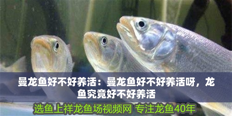 曼龍魚好不好養活：曼龍魚好不好養活呀，龍魚究竟好不好養活