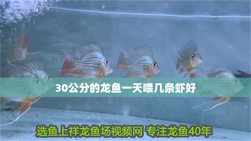 30公分的龍魚一天喂幾條蝦好