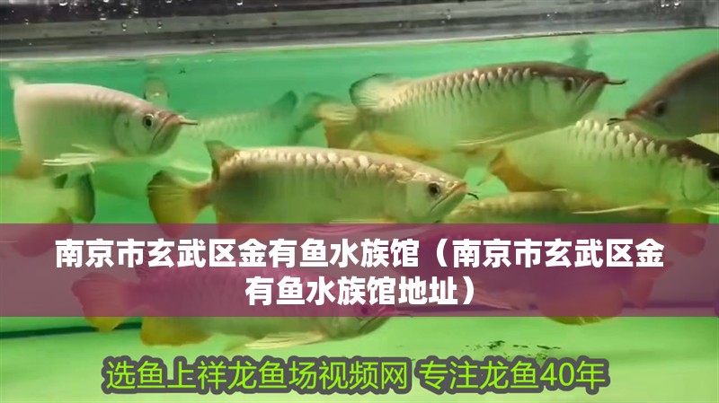 南京市玄武區金有魚水族館（南京市玄武區金有魚水族館地址）