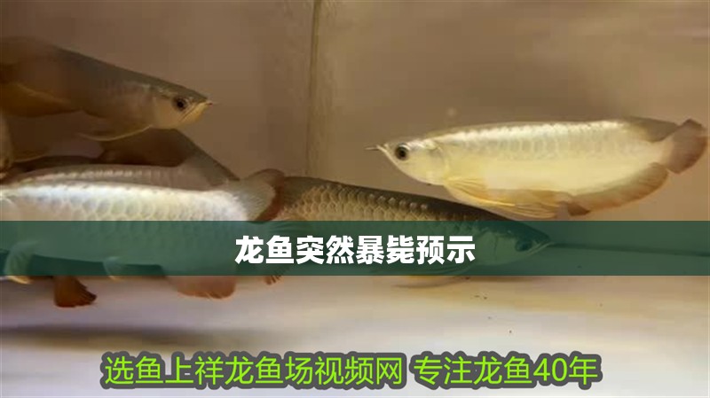 龍魚突然暴斃預示