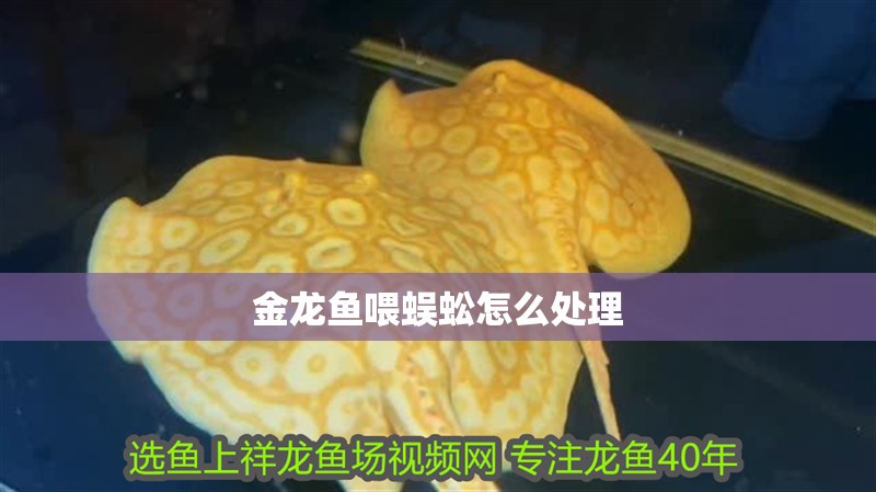 金龍魚喂蜈蚣怎么處理