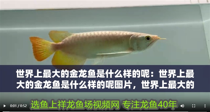 世界上最大的金龍魚是什么樣的呢：世界上最大的金龍魚是什么樣的呢圖片，世界上最大的金龍魚，震撼圖片展示其