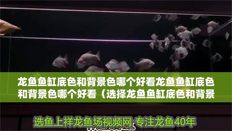 龍魚魚缸底色和背景色哪個好看龍魚魚缸底色和背景色哪個好看（選擇龍魚魚缸底色和背景色時需要考慮到觀賞性、龍魚的健康以及發色等因素） 龍魚魚缸底色和背景色哪個好看龍魚魚缸底色和背景色哪個好看（選擇龍魚魚缸底色和背景色時需要考慮到觀賞性、龍魚的健康以及發色等因素） 龍魚百科 第2張