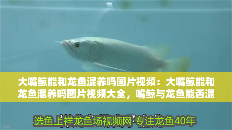 大嘴鯨能和龍魚混養(yǎng)嗎圖片視頻：大嘴鯨能和龍魚混養(yǎng)嗎圖片視頻大全，嘴鯨與龍魚能否混養(yǎng)？