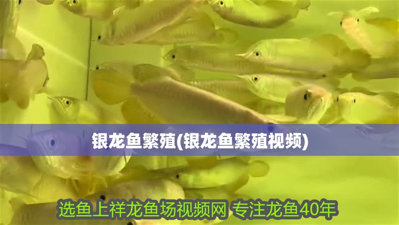 銀龍魚繁殖(銀龍魚繁殖視頻)